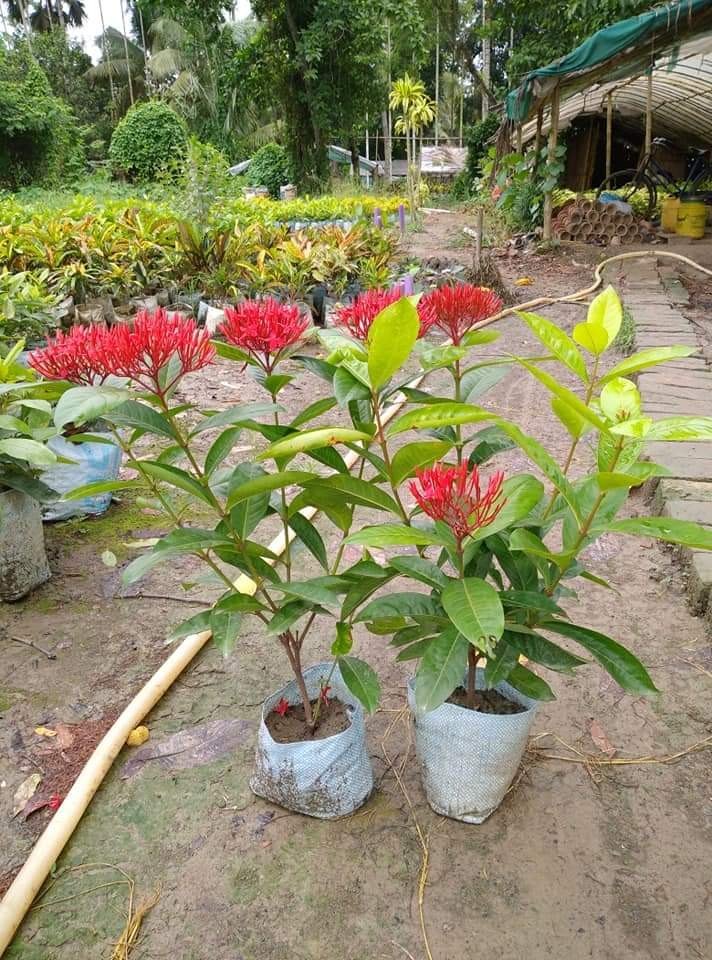 CHINESE EXORA